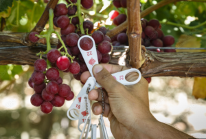 Diameter of a Grape