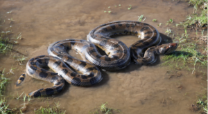 An Anaconda