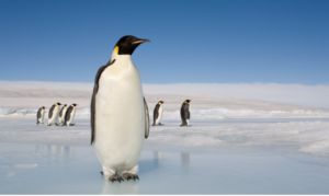 An Emperor Penguin