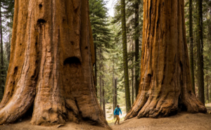 Giant Sequoia Tree