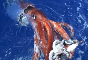 Giant Squid