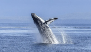 Humpback Whale