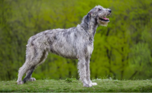 Irish Wolfhound