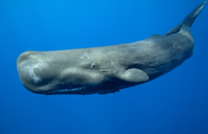 Sperm Whales