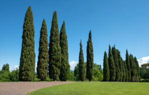 Two Cyprus Trees