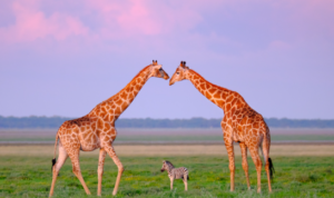 Two Giraffes