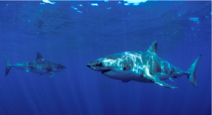 Two Great White Sharks